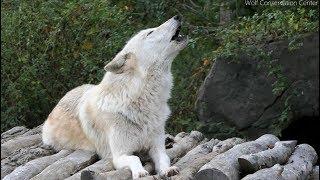 Twenty Five Wolves Howling