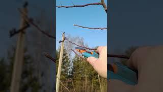 ЦИКЛИЧЕСКАЯ ОБРЕЗКА ЯБЛОНИ #яблоня #обрезка #сад