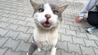 The big cat and his stray friend are cute with a very cute face.