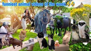 Funniest Animal Videos Of The Weekend  The Cutest Pets And Loving Owners 