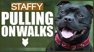 How To STOP Your STAFFORDSHIRE BULL TERRIER PULLING ON WALKS