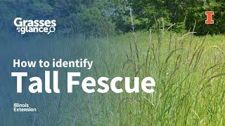 How to Identify Tall Fescue - Grasses at a Glance