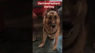 #ytshorts #dog #trending #desidog#germanshephard #barking #viral #reel #dangerous dog #very #max