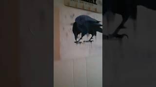 abstract crow painting #abstractart #abstract #crow ##crowpainting #crowart #birds @richdogs_st