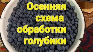 Осенняя схема обработки голубики. Профилактика и лечение.