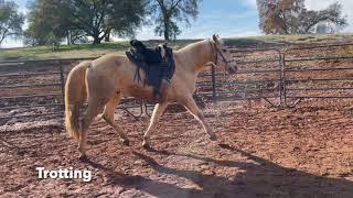 Gaited Horse -Naturally  Gaited