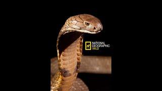 #8. Змеи. Дикие охотники. Nat Geo Wild