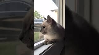 قط سيامي صغير يعشق صيد | A small Siamese cat loves hunting #shorts