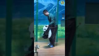 Cute Panda is very Naughty