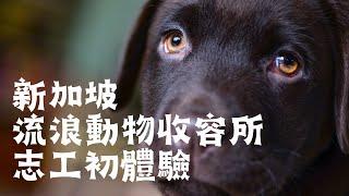 新加坡流浪動物收容所志工初體驗