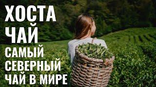 Хоста чай  Чай в Сочи самый северный чай в мире!