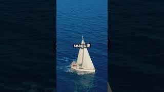 Is Sailing Naked Legal? #sailing #boat #shorts