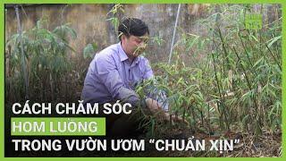 Mách cách chăm sóc hom luồng trong vườn ươm “chuẩn xịn” | VTC16