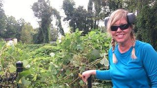 Kudzu took over this detention pond!