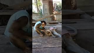 The monkeys are having fun #monkeydluffy #monkeysr #monkeychallenge #babymonkey #monkeylove #monkey