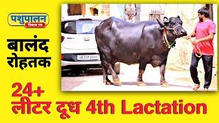 24 Liter+ MURRA BUFFALO 4TH LACTATION BALAND ROHTAK  || FOR SALE || चोथे ब्याँत की मुर्रा भैंस