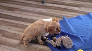 Cavalier King Charles Spaniel Puppies For Sale