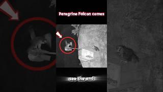 peregrine falcon vs owl #trending #animals#wildlife#owl#falcon#peregrinefalcon#shorts#youtubeshorts