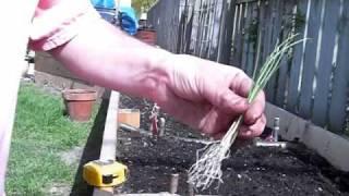 Planting and Growing Leeks Is Easy