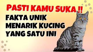 Mungkin Kamu Belum Tahu !! 7 Fakta Unik dan Menarik Tentang Kucing