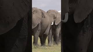 Unbelievable Facts About Wild Animals That You Won’t Believe! #youtubeshorts #WildFacts #NatureLove