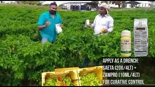 Agronomist Donovan Mongroo (CCAL, Trinidad) highlights Farmer Ragbir's Pepper field