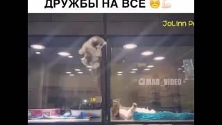 Мимимишное видео