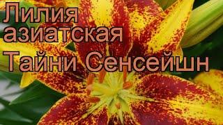 Лилия азиатская горшечная (lilium tiny sensation)  лилия обзор: как сажать луковицы лилии