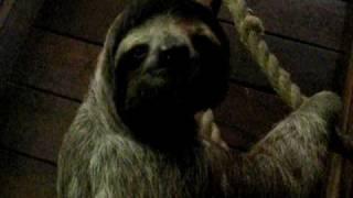 Our housemate, Lenny, the sloth II