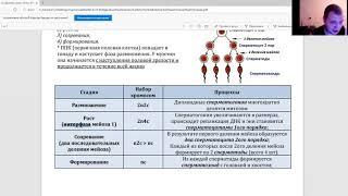 9 класс Гаметогенез