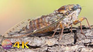 4K Cicadas singing in midsummer - Nature sounds from the Greek fauna - Sounds of cicadas