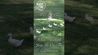 #cuteanimals at the #wedding  #weddingvideo