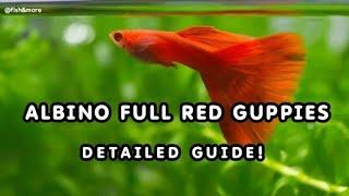 ALBINO FULL RED GUPPIES A-Z GUIDE | KNOW HOW TO CARE FOR THESE FISH | EXOTIC GUPPIES