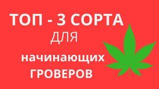 КАКОЙ СОРТ ВЫБРАТЬ ДЛЯ ПЕРВОГО ГРОВА? | СОРТЫ КОНОПЛИ ДЛЯ НАЧИНАЮЩЕГО ГРОВЕРА | КАК ВЫРАСТИТЬ АВТИК?