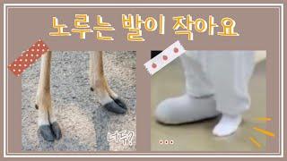 [온앤오프 효진] 노루는 발이 작아요