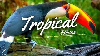 Faos - Natural walk ( Kygo style 2022 )Tropical House 2022