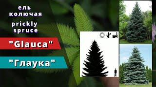 "Глаука" - 'Glauca'. Ель колючая. Picea pungens. Prickly spruce. Голубая ель.