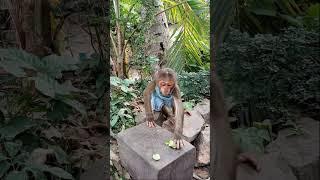 Baby monkey eating fruit #monkeydluffy #monkeysr # #monkeychallenge #babymonkey #babymonkeybobby