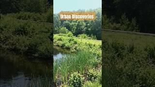 Urban Discoveries: Nature's Promise #nature #wildlife