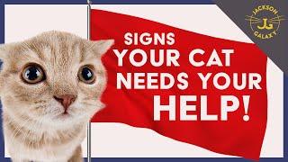 Your Cat is Sending You Warning Signs - Don't Ignore Them!