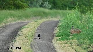 Magpie chasing hares