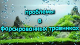 Проблемы в форсированном травнике. Не растут аквариумные растения.