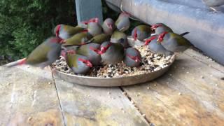 Found a whole group of red browed finch. RARE ENCOUNTER!