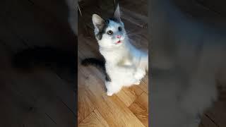 Смешной котик Цезарь | Funny cat Caesar ⭐ Смотри описание 