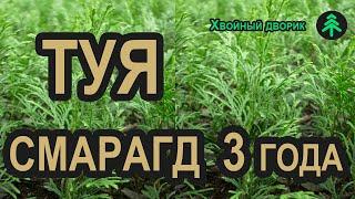 Сеянцы туи западной Смарагд. Саженцы туи в питомнике хвойных "Хвойный дворик" - сезон осень 2019