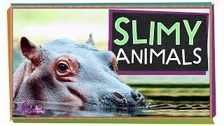 Slimy Animals! | Hippos, Frogs, and More | Amazing Animals | SciShow Kids