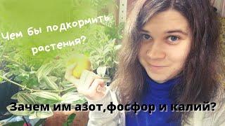 Зачем растениям азот, фосфор и калий | N:P:K