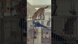 Kira the Serval and Noah the Hyacinth