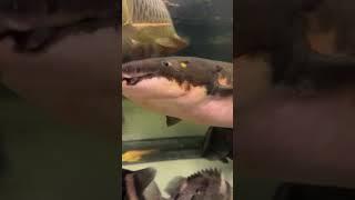 The Neoceratodus Australian Lungfish With Monster Predator Fish @aqua_like | Falcon Aquarium Service