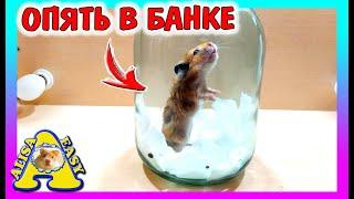 ХОМЯК С ПОМОЙКИ СПАСЕНИЕ ОТ КЛЕЩА / СПАСАЕМ ХОМКИ / Alisa Easy Pets